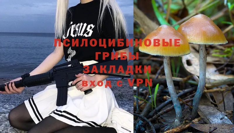 Псилоцибиновые грибы Psilocybine cubensis  Невельск 